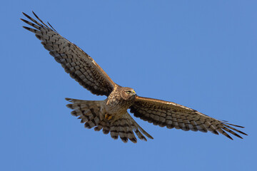 Extremely close view of a male  hen harrier (Northern harrier)  flying in beautiful light, seen in the wild in North California