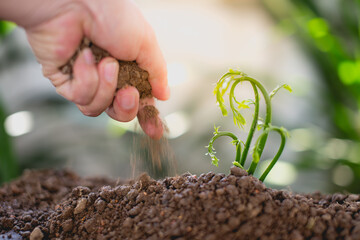 Plant a tree