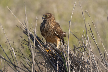Extremely close view of a male  hen harrier (Northern harrier)  perched, seen in the wild in North California