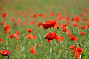 close up of a beautiful red poppy field
