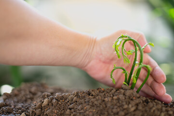 Plant a tree