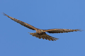 Extremely close view of a male  hen harrier (Northern harrier)  flying in beautiful light, seen in the wild in North California