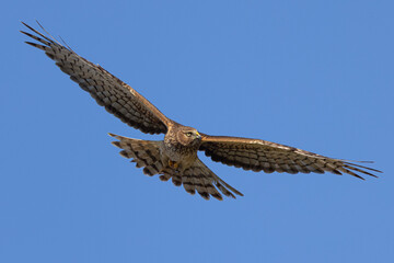 Extremely close view of a male  hen harrier (Northern harrier)  flying in beautiful light, seen in the wild in North California
