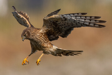 Extremely close view of a male  hen harrier (Northern harrier)  diving, seen in the wild in North California