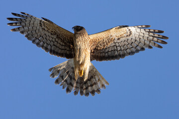 Extremely close view of a male  hen harrier (Northern harrier)  flying in beautiful light, seen in the wild in North California