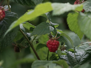 
one, two red berries, raspberries on a green background
