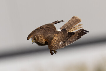 Extremely close view of a male  hen harrier (Northern harrier)  diving, seen in the wild in North California