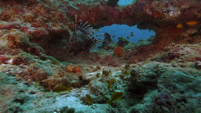 Venomous Lion Fish in coral reef, Maldivian diving, indian ocean wildlife