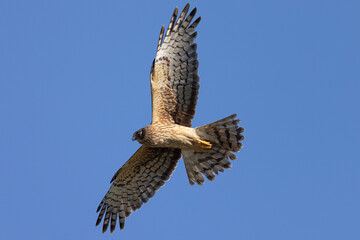 Extremely close view of a male  hen harrier (Northern harrier)  flying in beautiful light, seen in the wild in North California