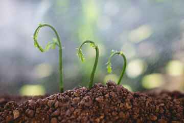 Green seedling growing on the ground in the rain