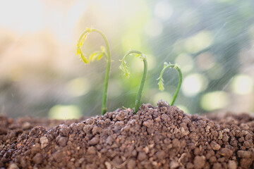 Green seedling growing on the ground in the rain