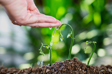seed and planting concept with Male hand watering young tree over green background