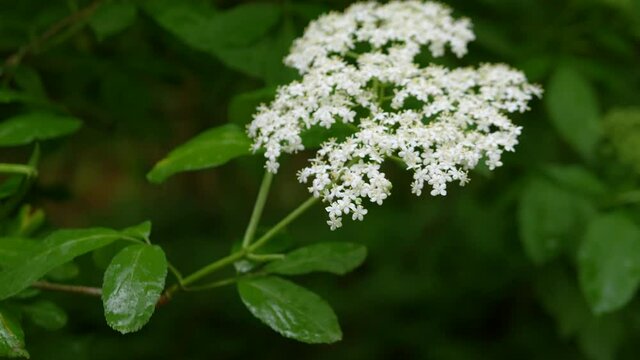 Elderberry branches. Blooming elderberry close-up