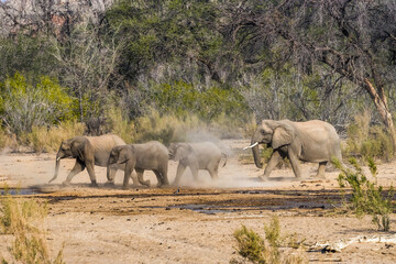 A group of desert elephants running under big drought trees in dry season. Forest in Brandberg...