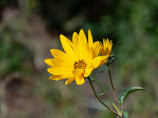 Fleurs de Topinambour.