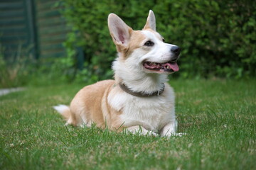Corgi, Welsh Corgi, britische Hunderasse, Rassehund,
Hund, Ohren,Augen , Fell ,Nase, Zunge

