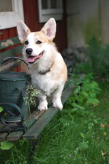 Corgi, Welsh Corgi, britische Hunderasse, Rassehund,
Hund, Ohren,Augen , Fell 

