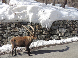 Italy, Aosta valley. alpine and wild ibex, flora and fauna of snowy mountains	
