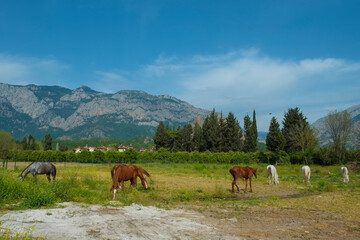 Obraz premium Herd of different horses grazing on green meadow with beautiful mountain view on the background. Mares and stallions on a pasture of a breeding farmland. Copy space for text.