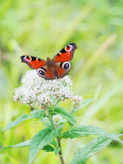 草原に咲く花とクジャクチョウ