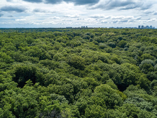 Green forest in summer. Aerial drone view.