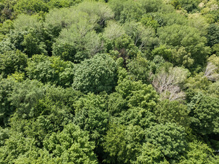 Naklejka premium Green forest in summer. Aerial drone view.