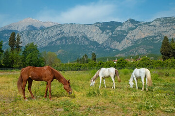 Fototapeta na wymiar Herd of different horses grazing on green meadow with beautiful mountain view on the background. Mares and stallions on a pasture of a breeding farmland. Copy space for text.