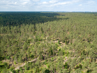 Green forest in summer. Aerial drone view.