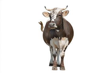 brown and white cow isolated on white background