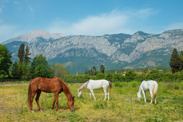 Fototapeta na wymiar Herd of different horses grazing on green meadow with beautiful mountain view on the background. Mares and stallions on a pasture of a breeding farmland. Copy space for text.