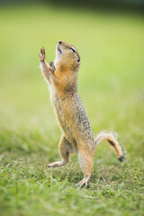 small rodent from the wild takes a step, resting his hands in the air. The eyes are narrowed. Fluffy cute animal