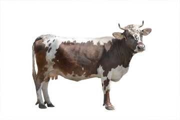 brown and white cow isolated on white background