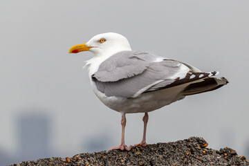 seagull on rock