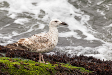 seagull on the beach