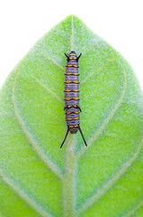 worm on the leaf
