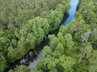 Fototapeta na wymiar Stream among green trees in spring. Aerial drone view.