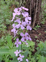 Purple spring flowers in the woods