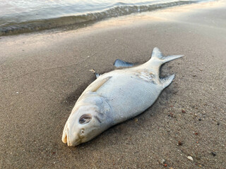 A dead old, smelly fish lying on the beach Zdechła, stara, śmierdząca ryba leżąca na plaży © SebbPL