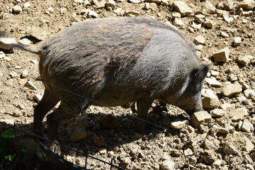 Wildlife Animals Germany