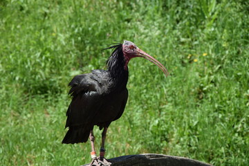 Wildlife Animals Germany