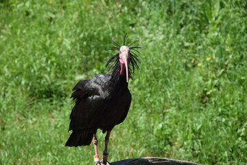 Wildlife Animals Germany