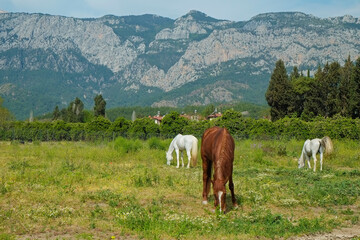 Herd of different horses grazing on green meadow with beautiful mountain view on the background. Mares and stallions on a pasture of a breeding farmland. Copy space for text.