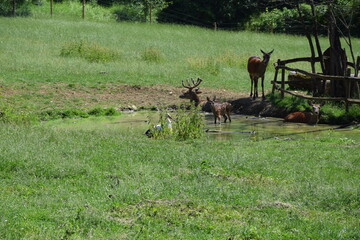 Wildlife Animals Germany