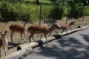 Wildlife Animals Germany