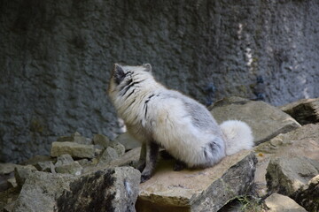 Wildlife Animal Germany