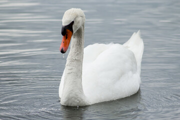 Obraz premium A single adult white swan swimming on a dark blue surface of water that fills the space around it