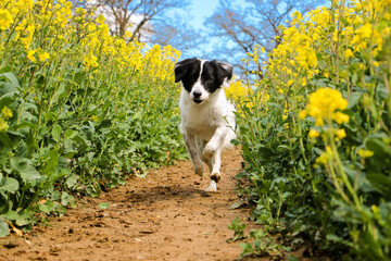black and white border collie mixed dog is running in a track in the rape seed field