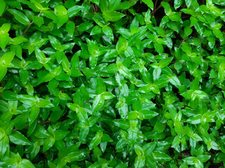 Green Leaves Background