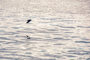 Hirondelle au ras de l'eau