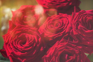 Beautiful bouquet of red roses close up. Greeting card design for womens day, mothers day or valentines day.